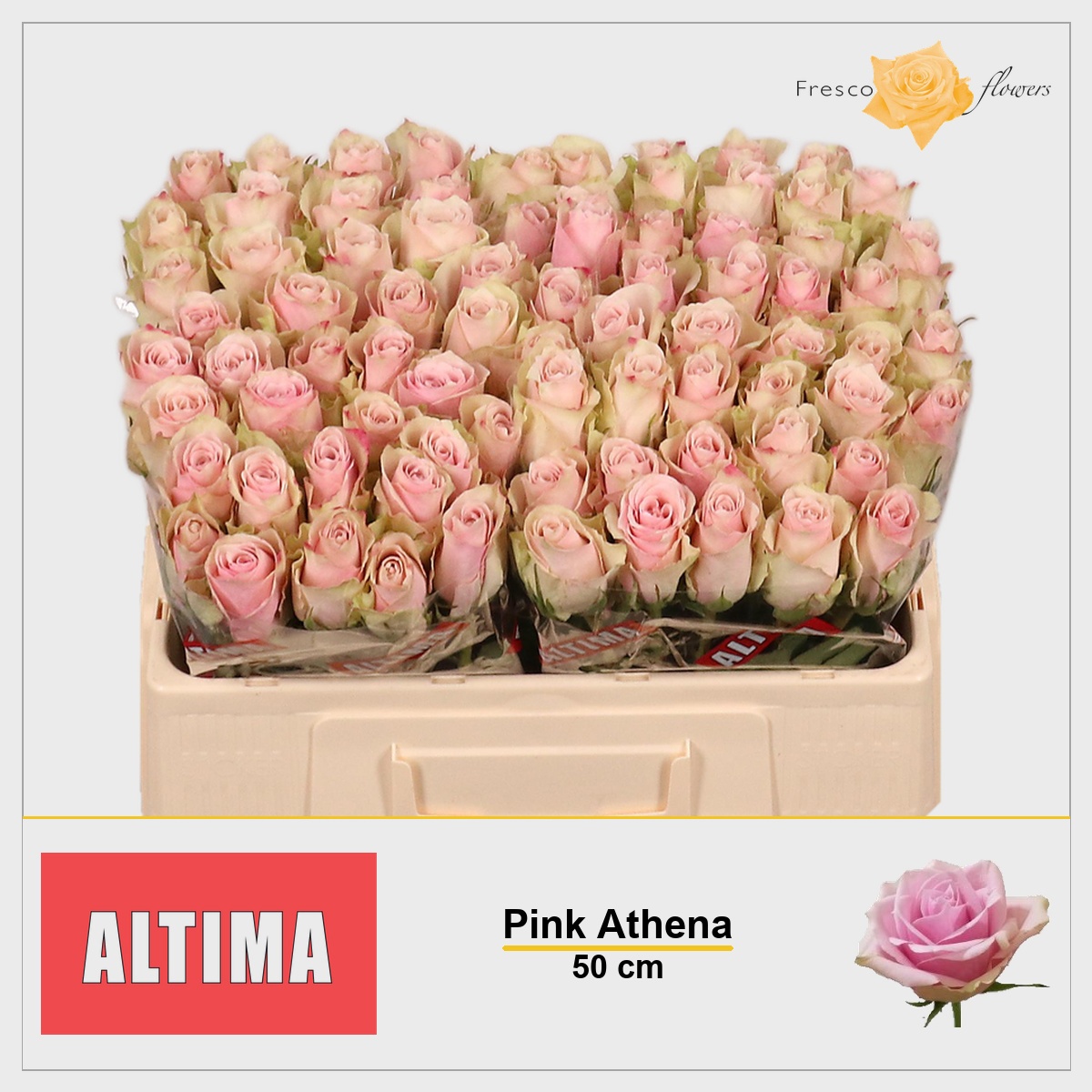 Rosa Pink Athena 50cm