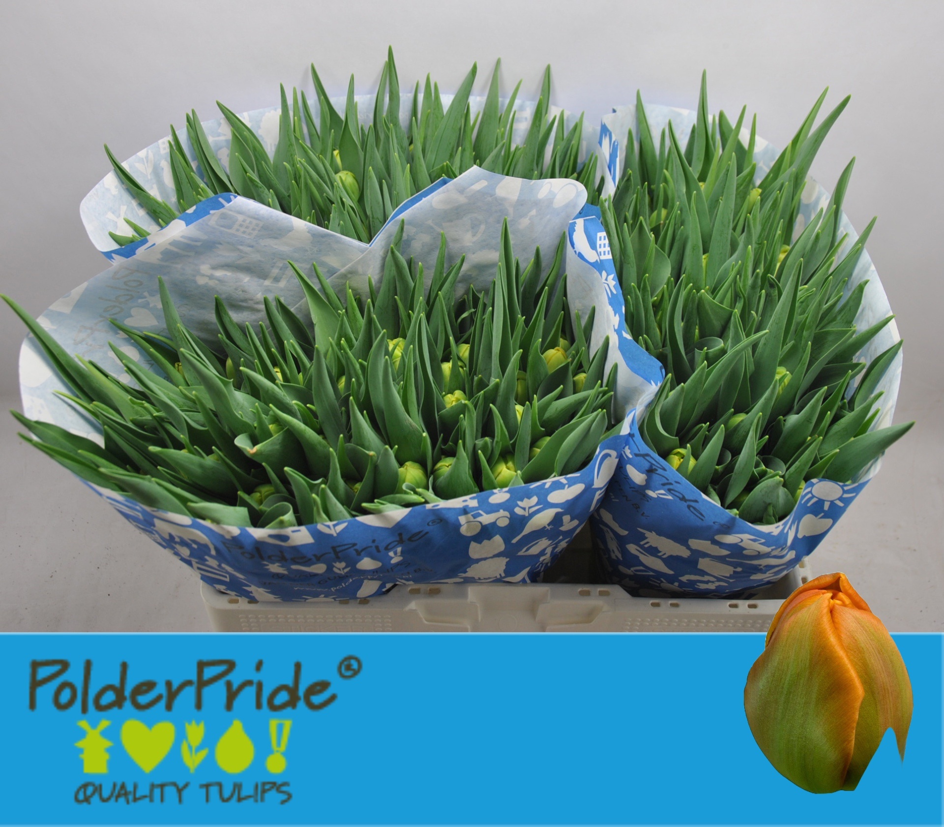 Tulipa Double Icoon 40cm 35gram