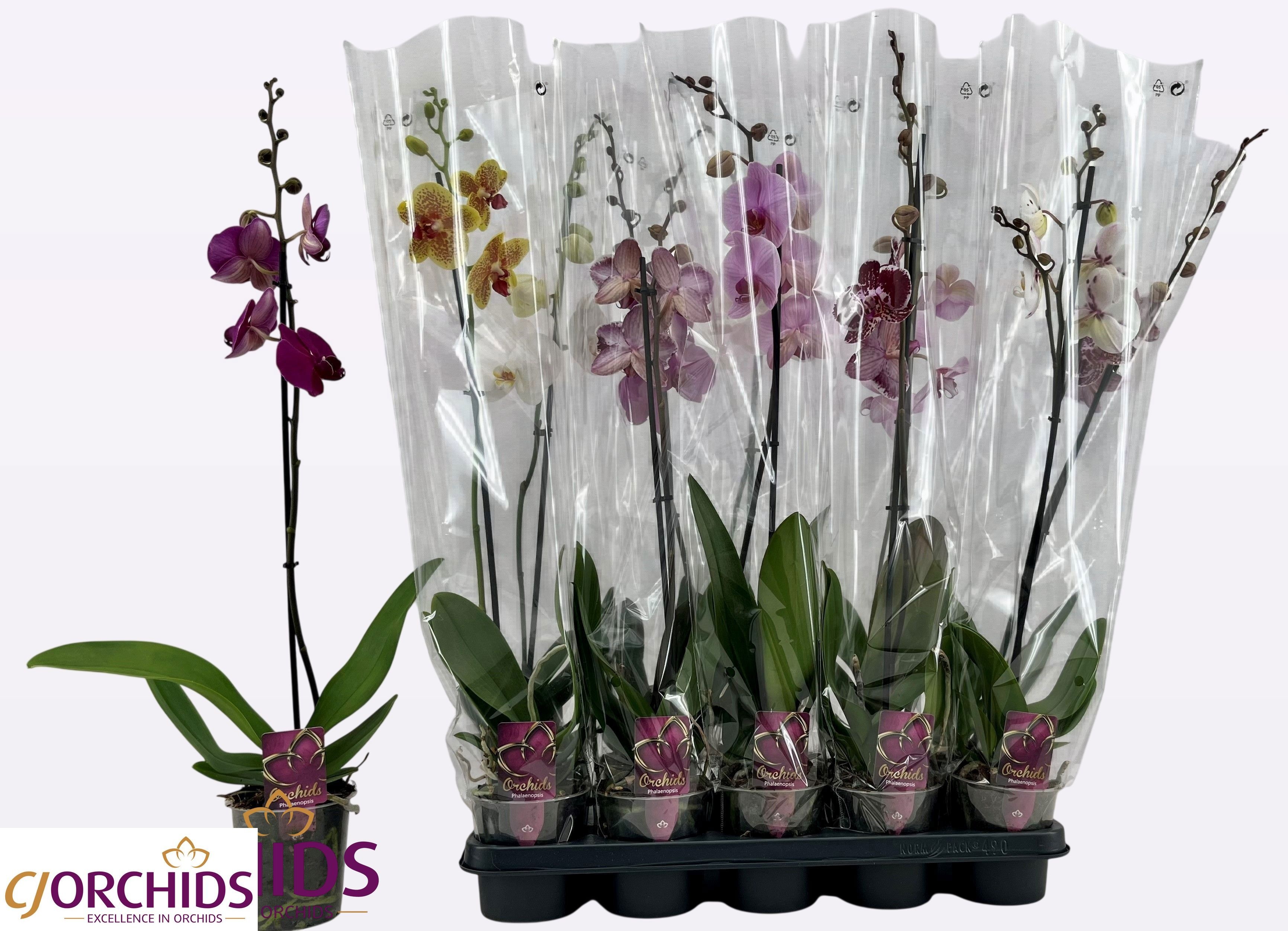 Phalaenopsis Asst 12Ø 75cm