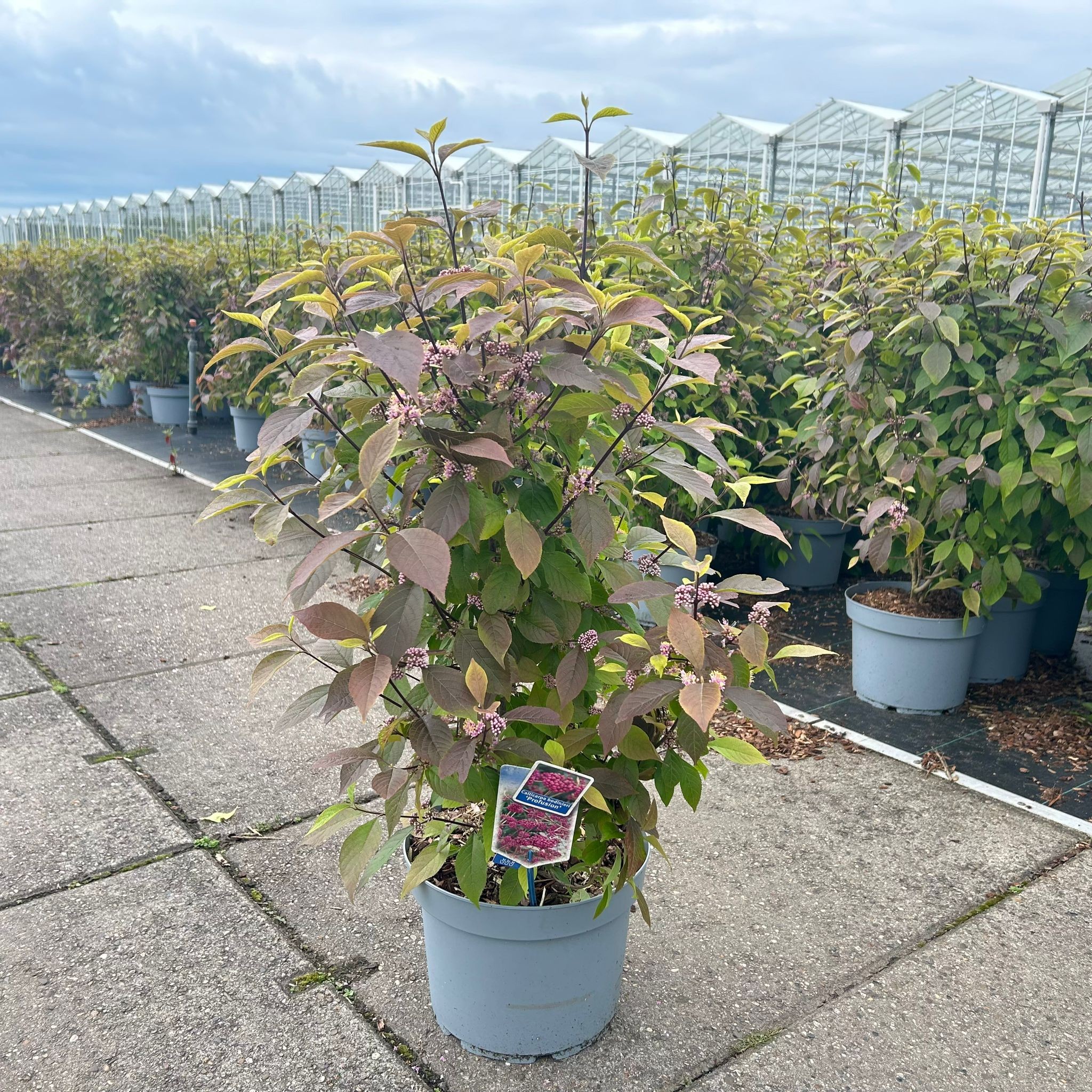 Picture of Callicarpa bodinieri Profusion P29 (10 Ltr)