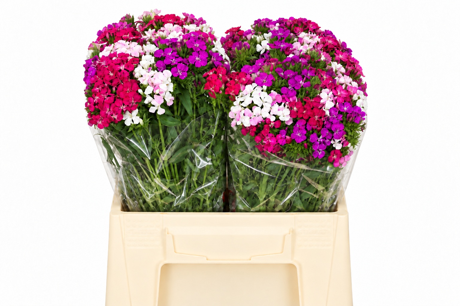 Dianthus Barbaratus 45cm