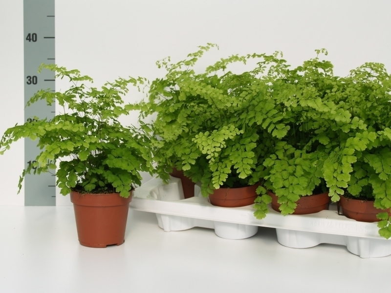 Adiantum raddianum Fragrans ADIAN RAD FRAGRANS Adiantum Adiantum Green Indoor Ferns OZ Planten