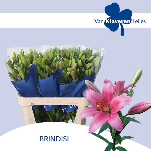 Lilium La Brindisi 80cm 3/5bl