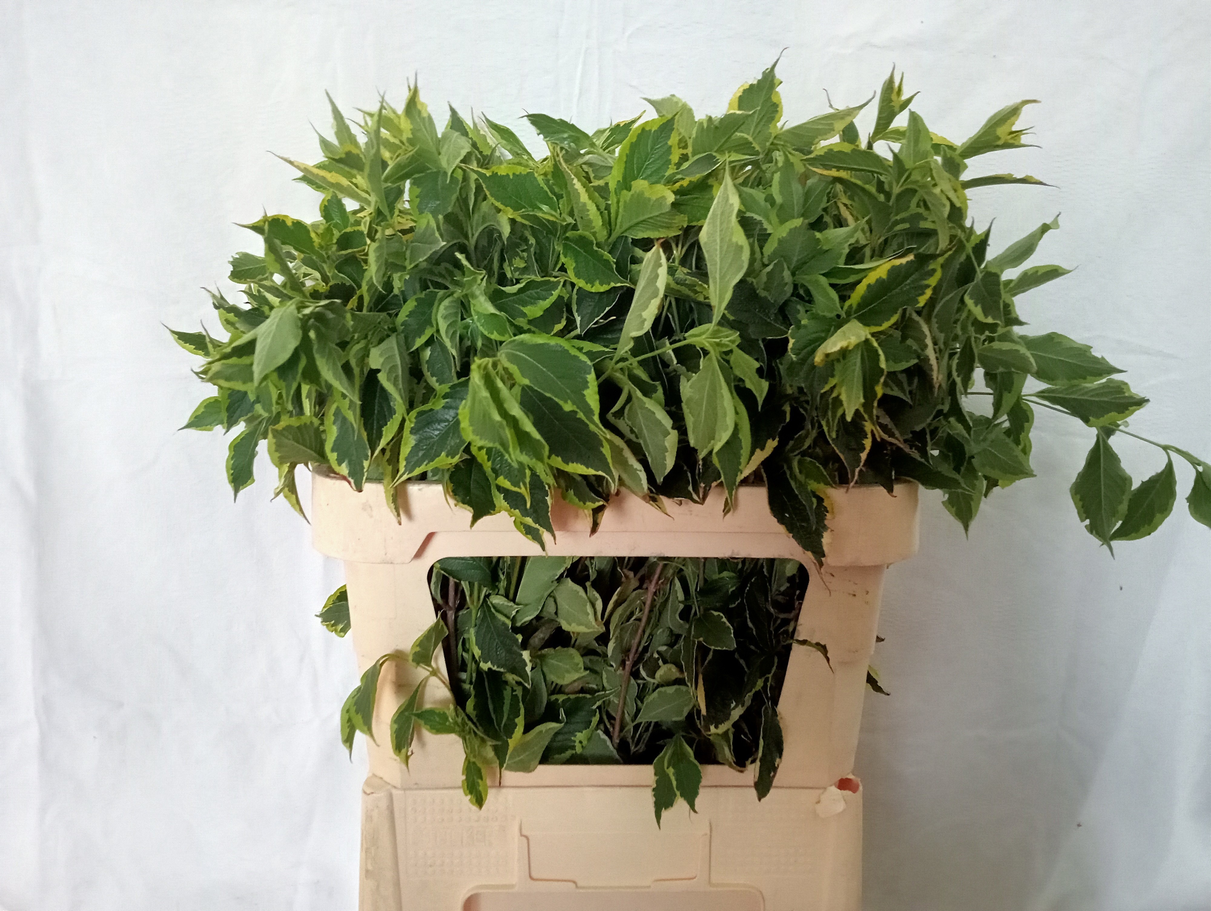 Weigela Elstead 80cm