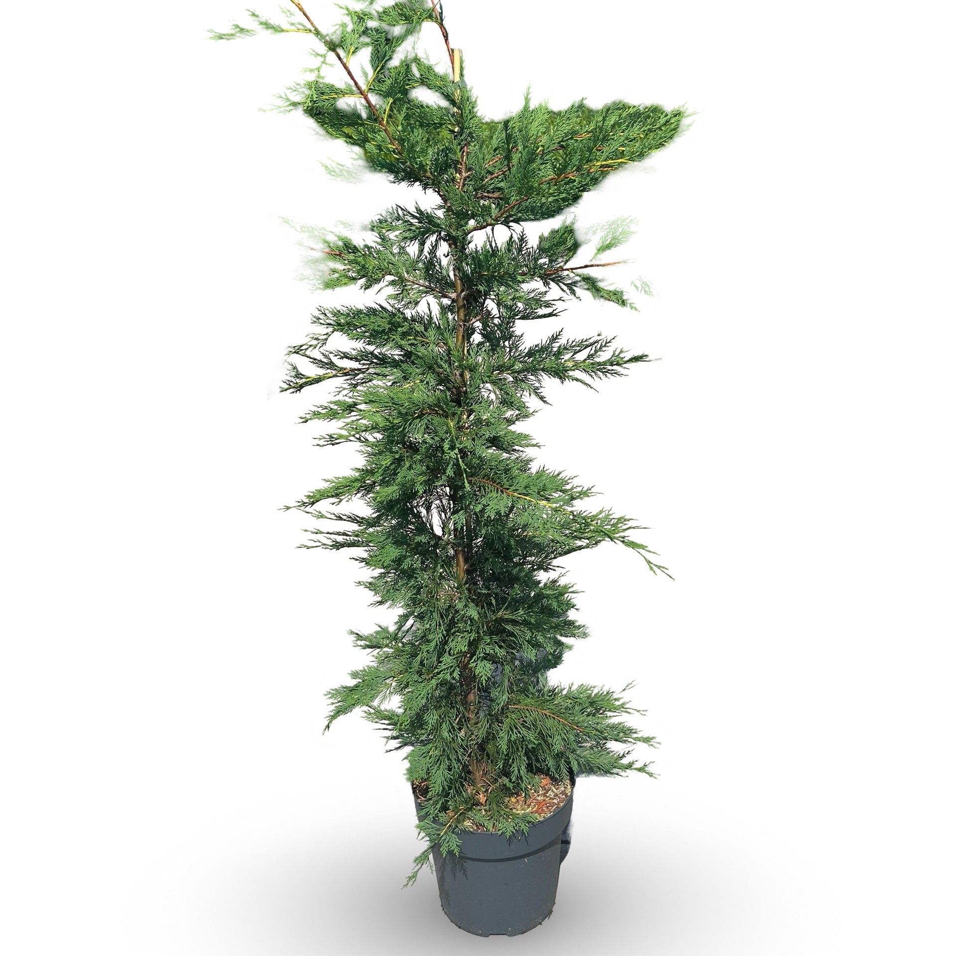 Cupressocyparis leylandii