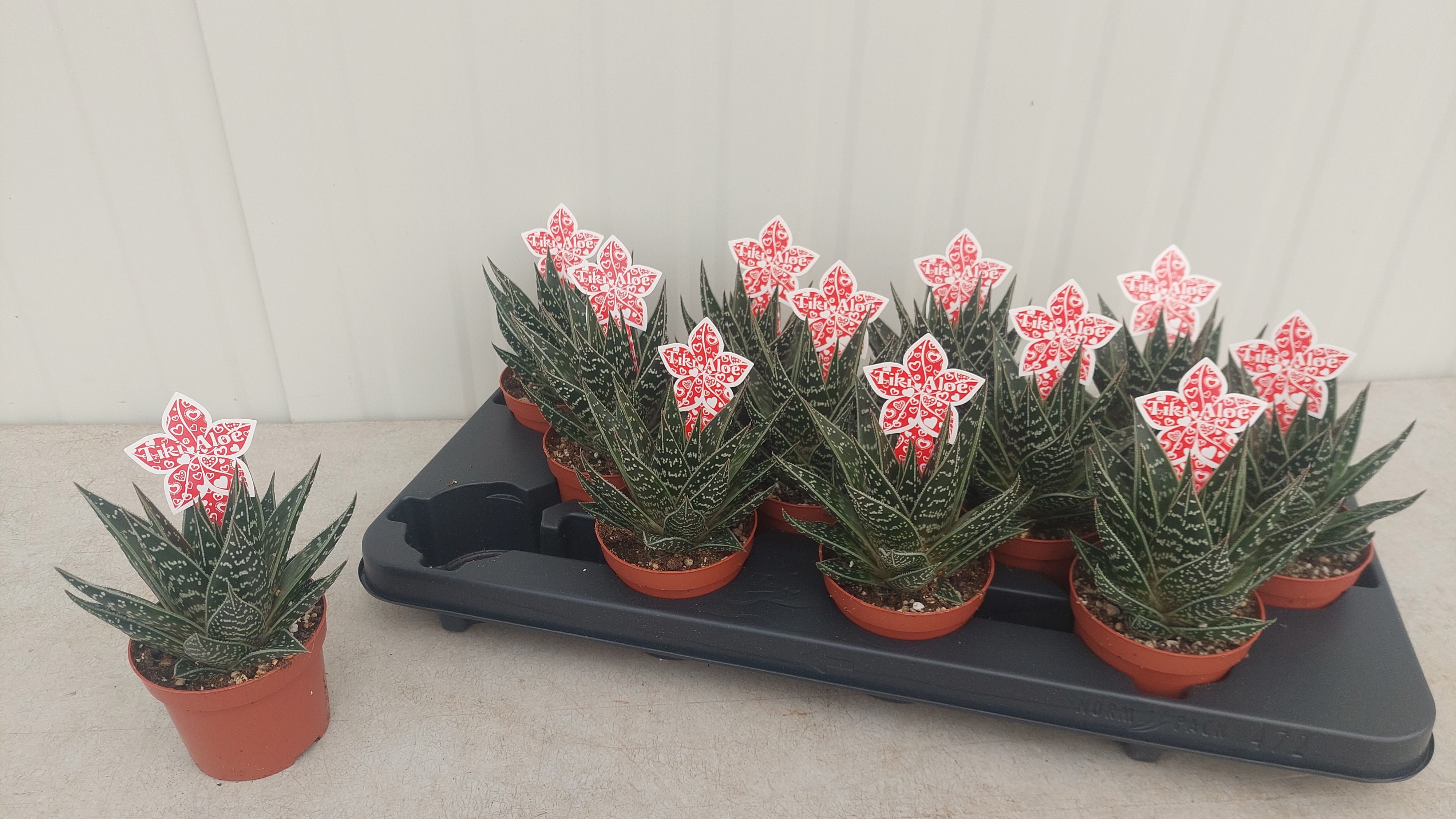 agave frosthärte Agave titanota 'White Ice' – Happy Valley Plants main image 0