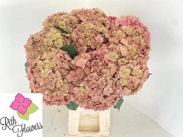 Hydrangea Royal Anastasia Classic 60cm 21Ø