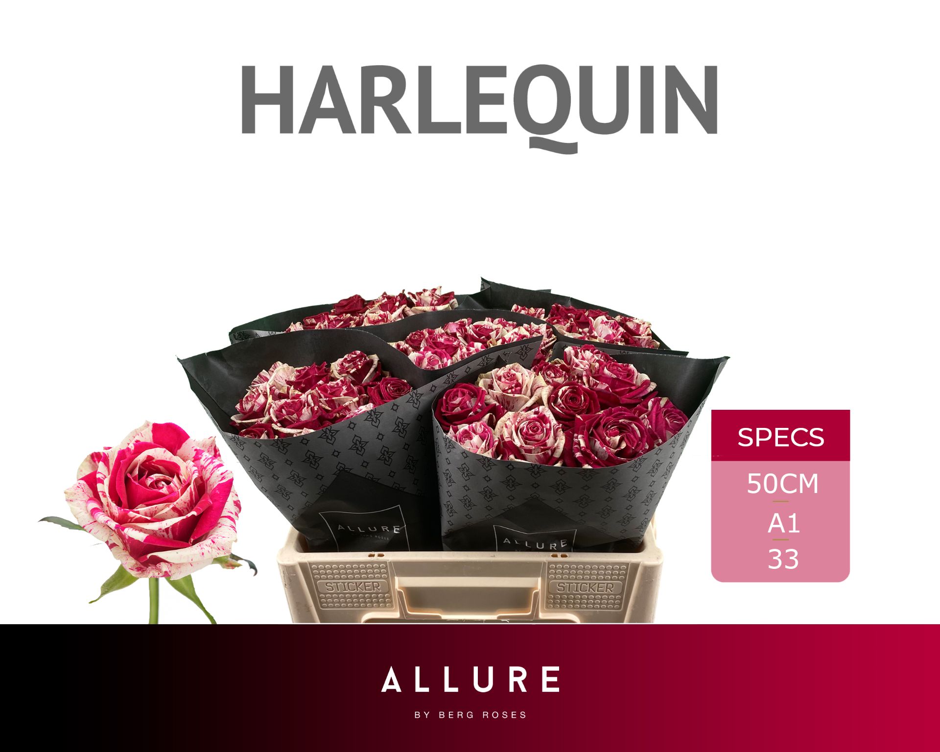 Rosa Harlequin 50cm