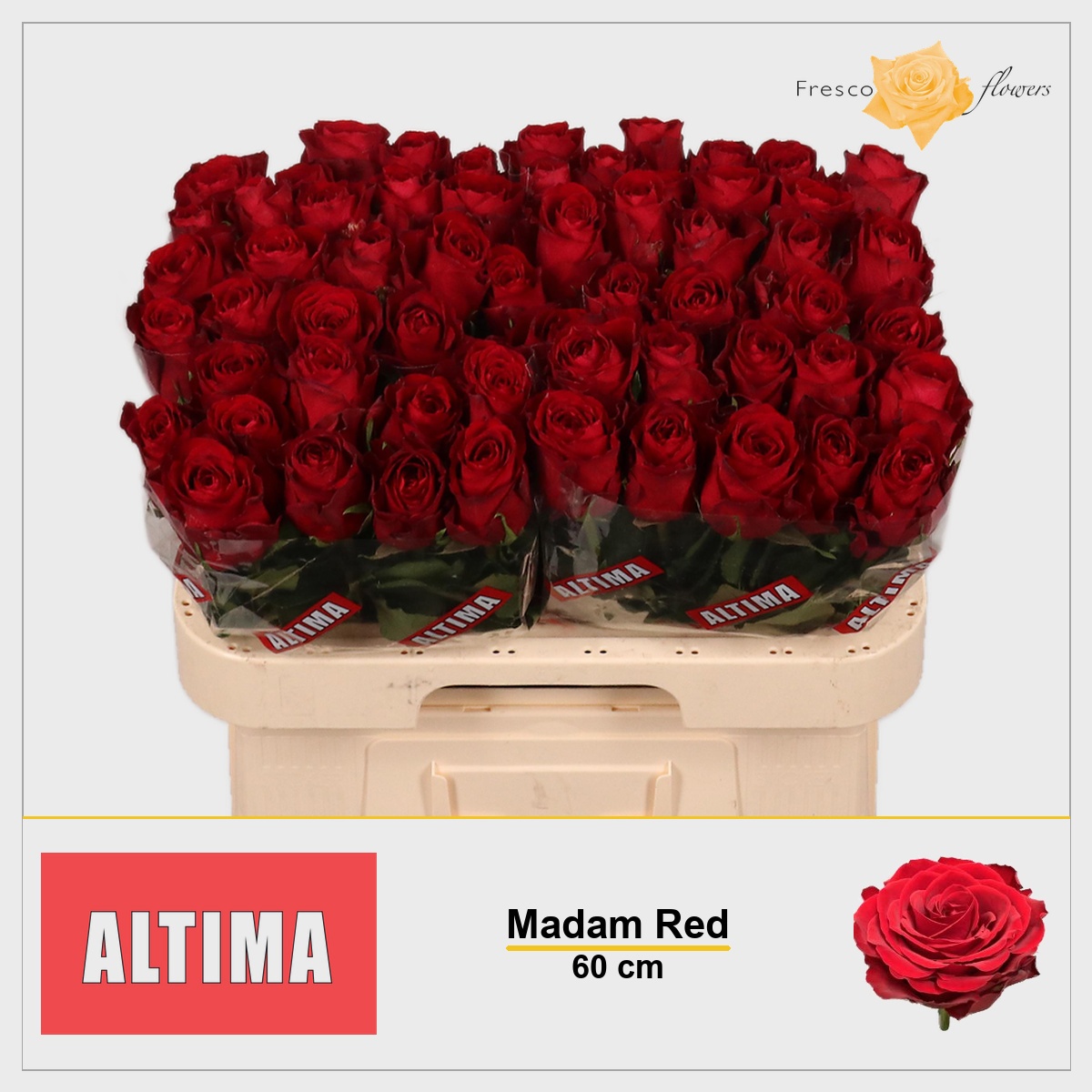 Rosa Madam Red 60cm