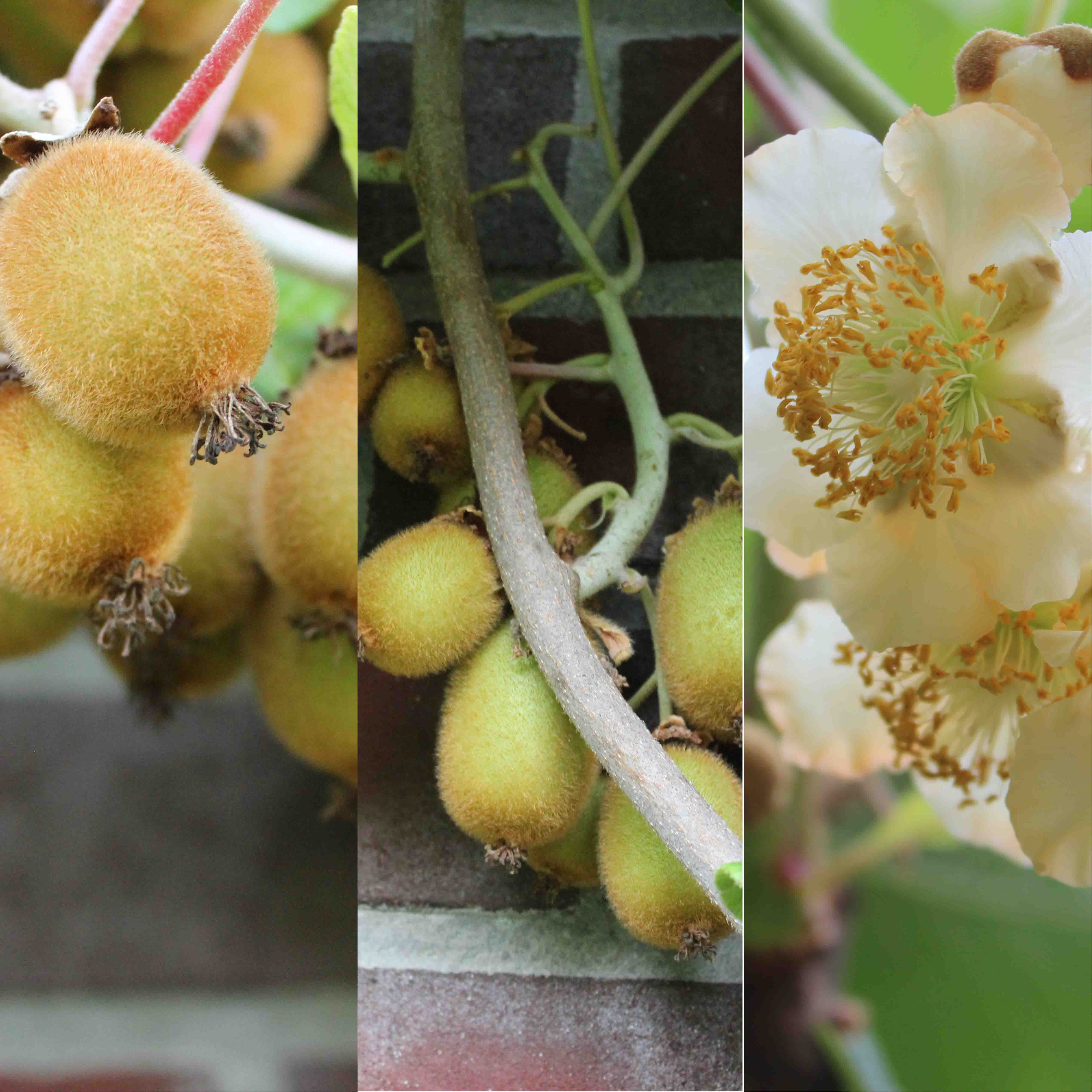 Actinidia deliciosa in varieties