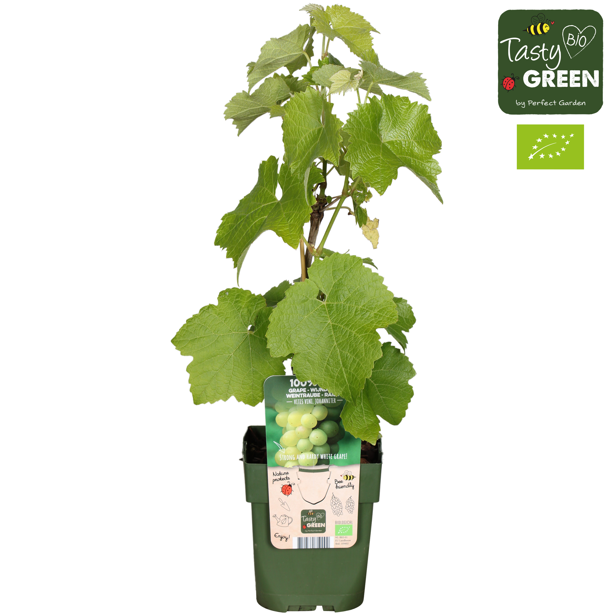 Picture of Vitis vinifera Johanniter P13 organic