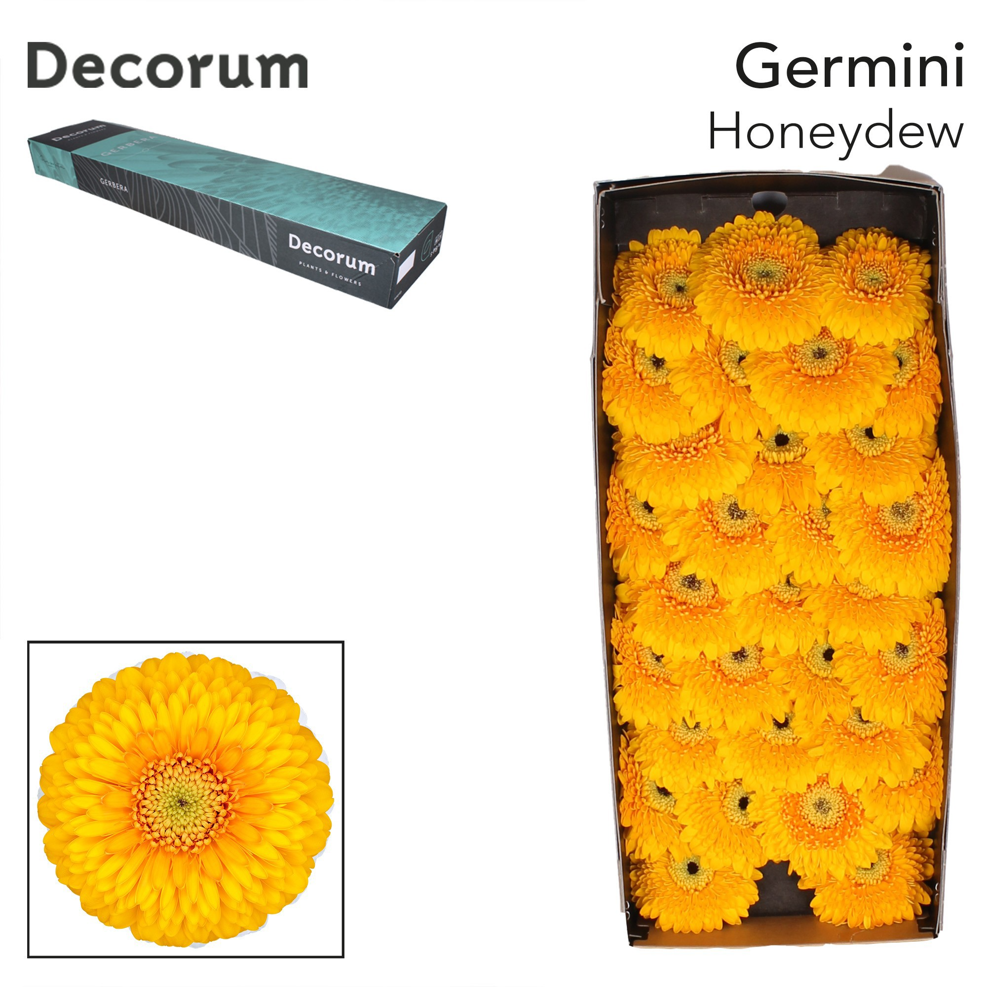 Ge Mb Pom Honeydew