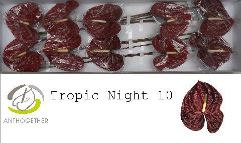 Anth A Tropic Night