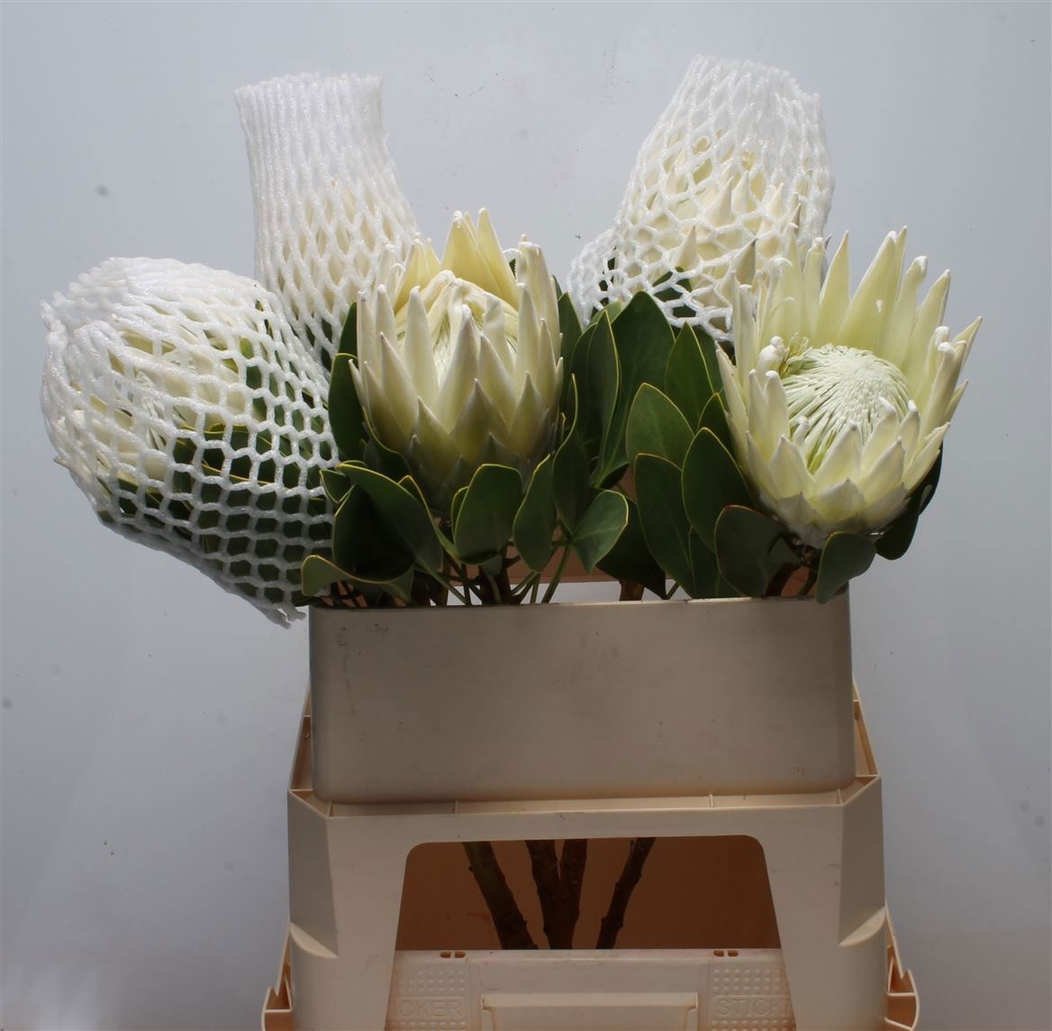 Protea Cy Arctic Ice 80cm