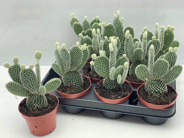 Opuntia 510P 10H