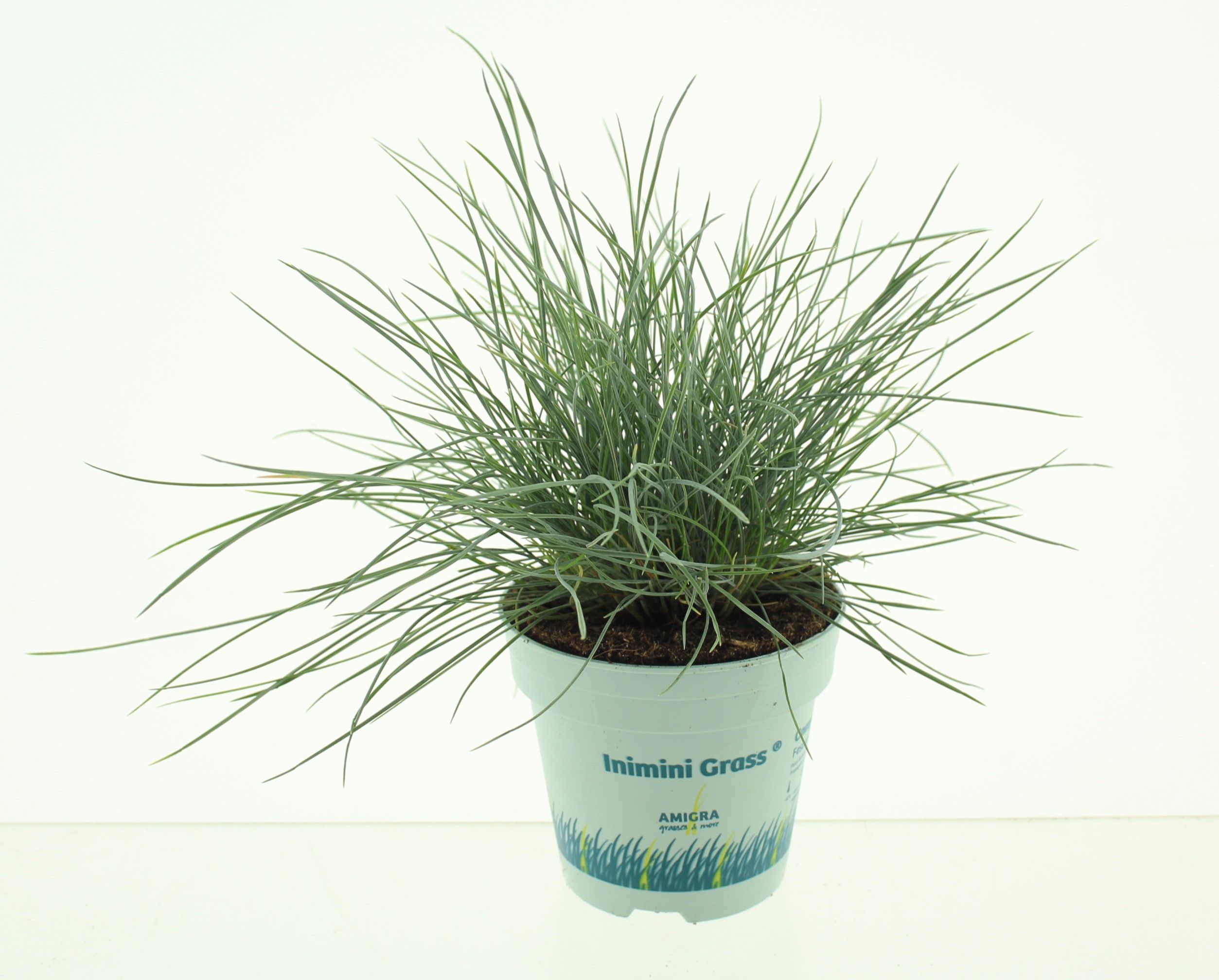 Picture of Festuca glauca CompactA Blue®
