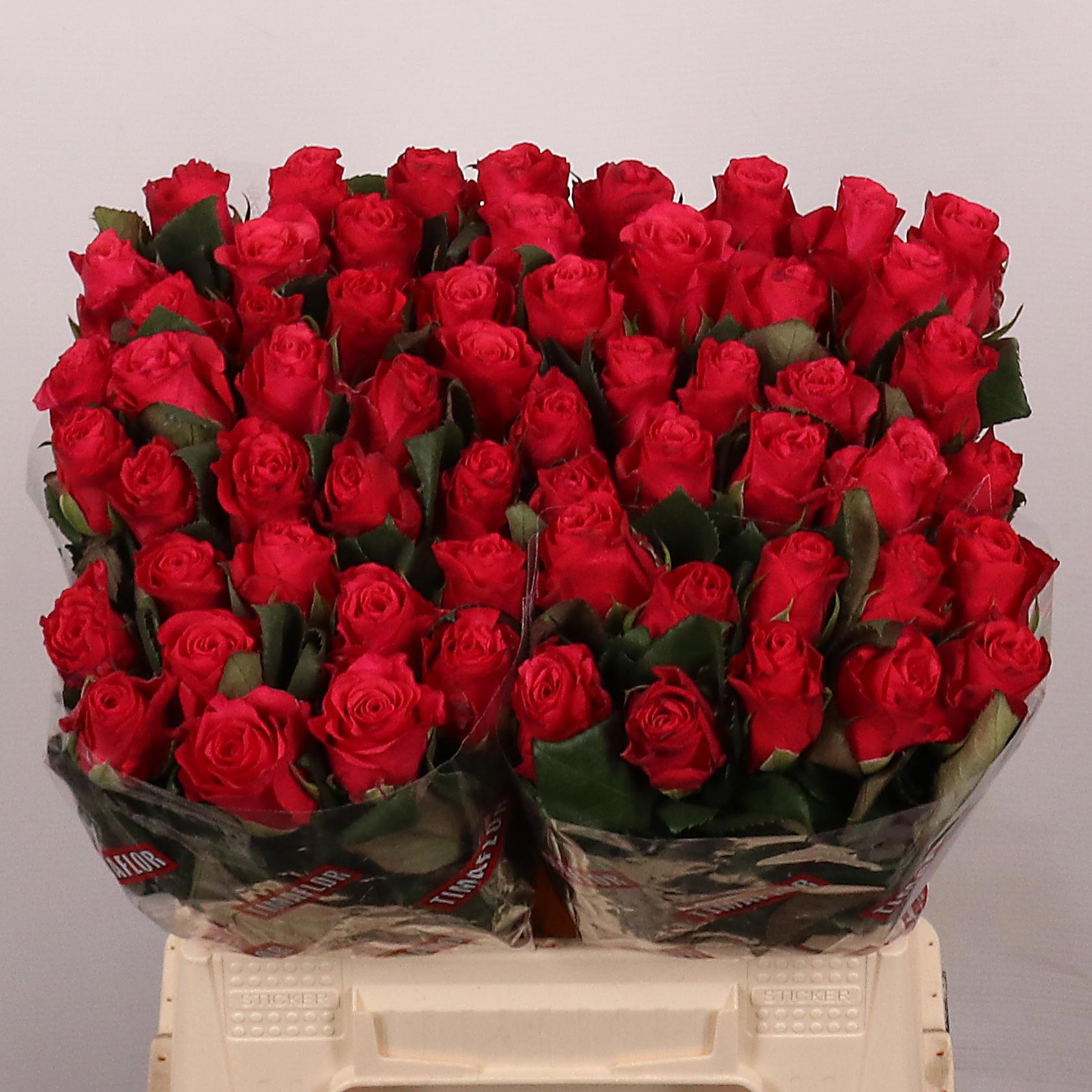 Rosa Tacazzi 40cm