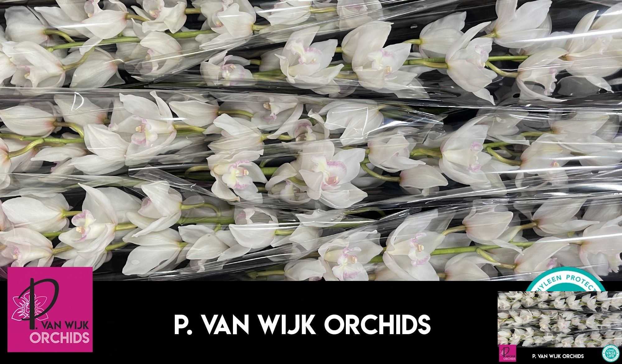 Cymbidium Snowcastle 12/15bl