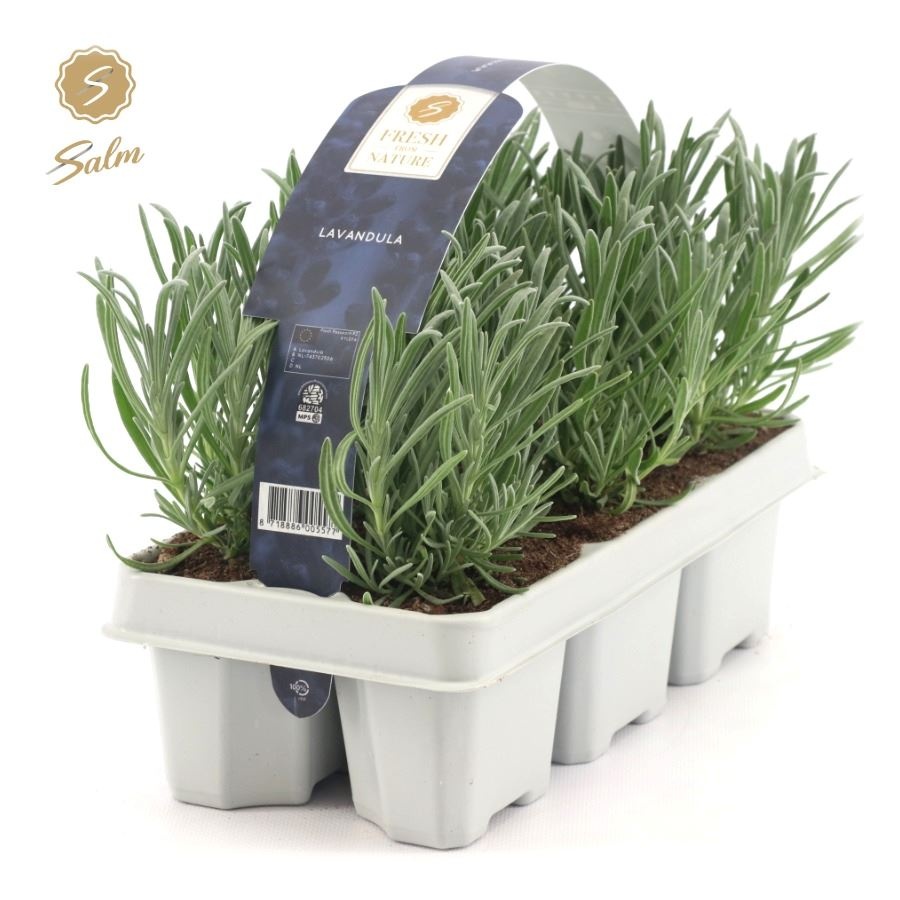 Picture of Lavandula 6-Pack