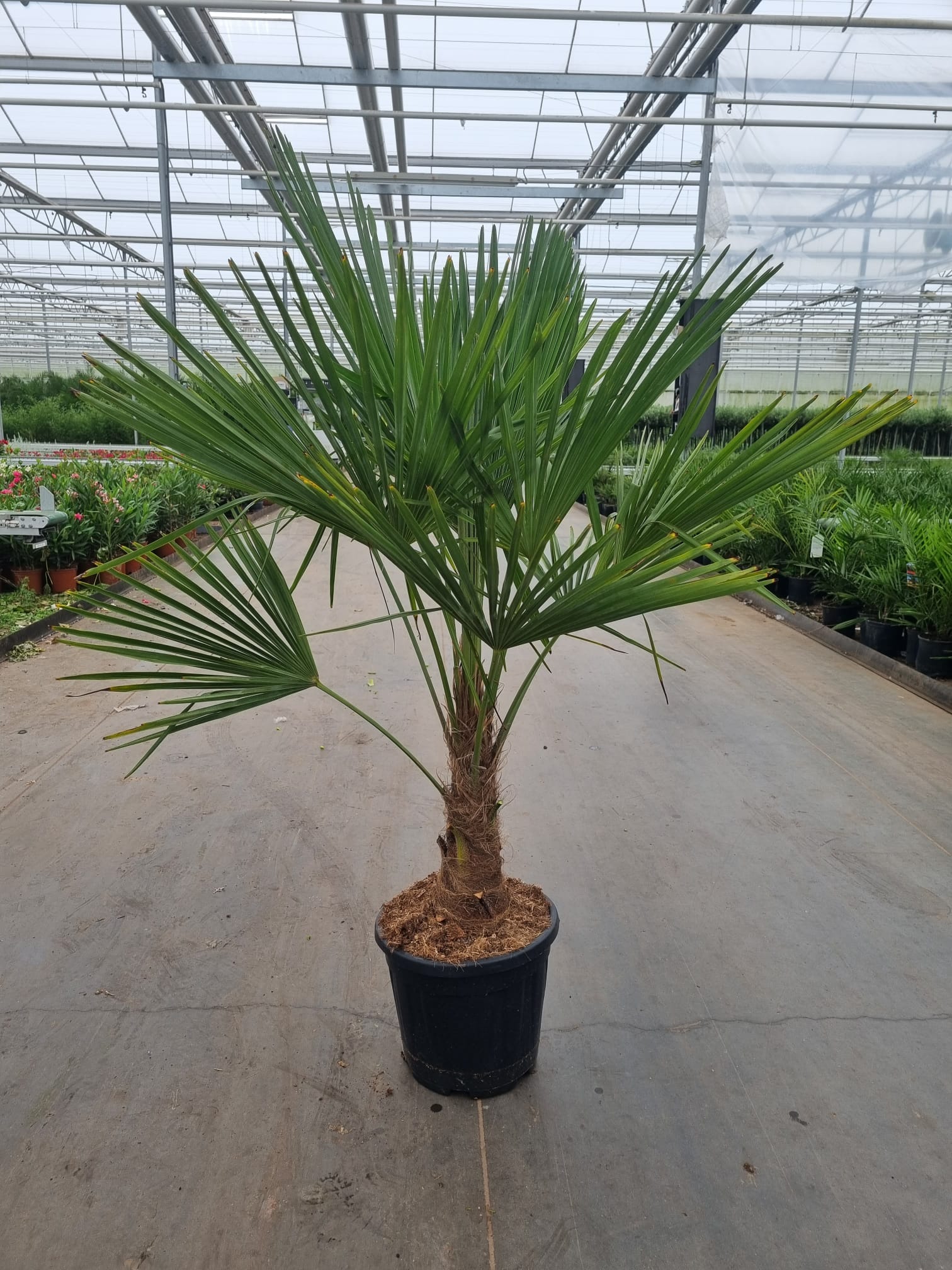 Picture of Trachycarpus fortunei P32 (15 Ltr)