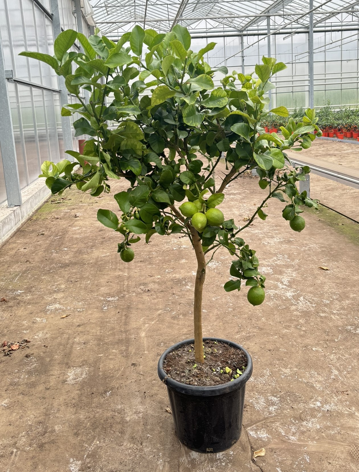 Picture of Citrus lemon P40 STD/6 FRUIT/TOTAL 180CM