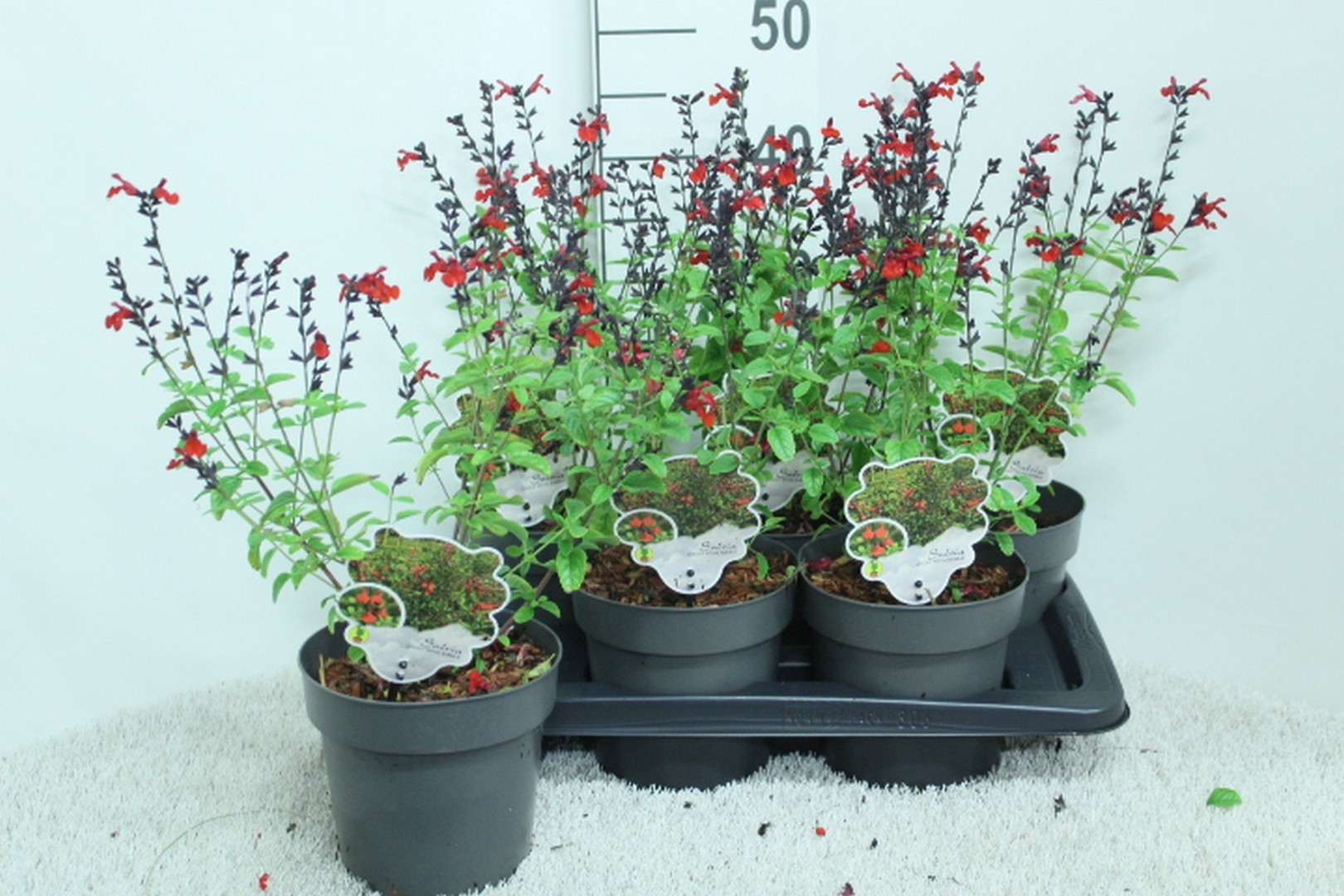 Salvia 'Royal Bumble'