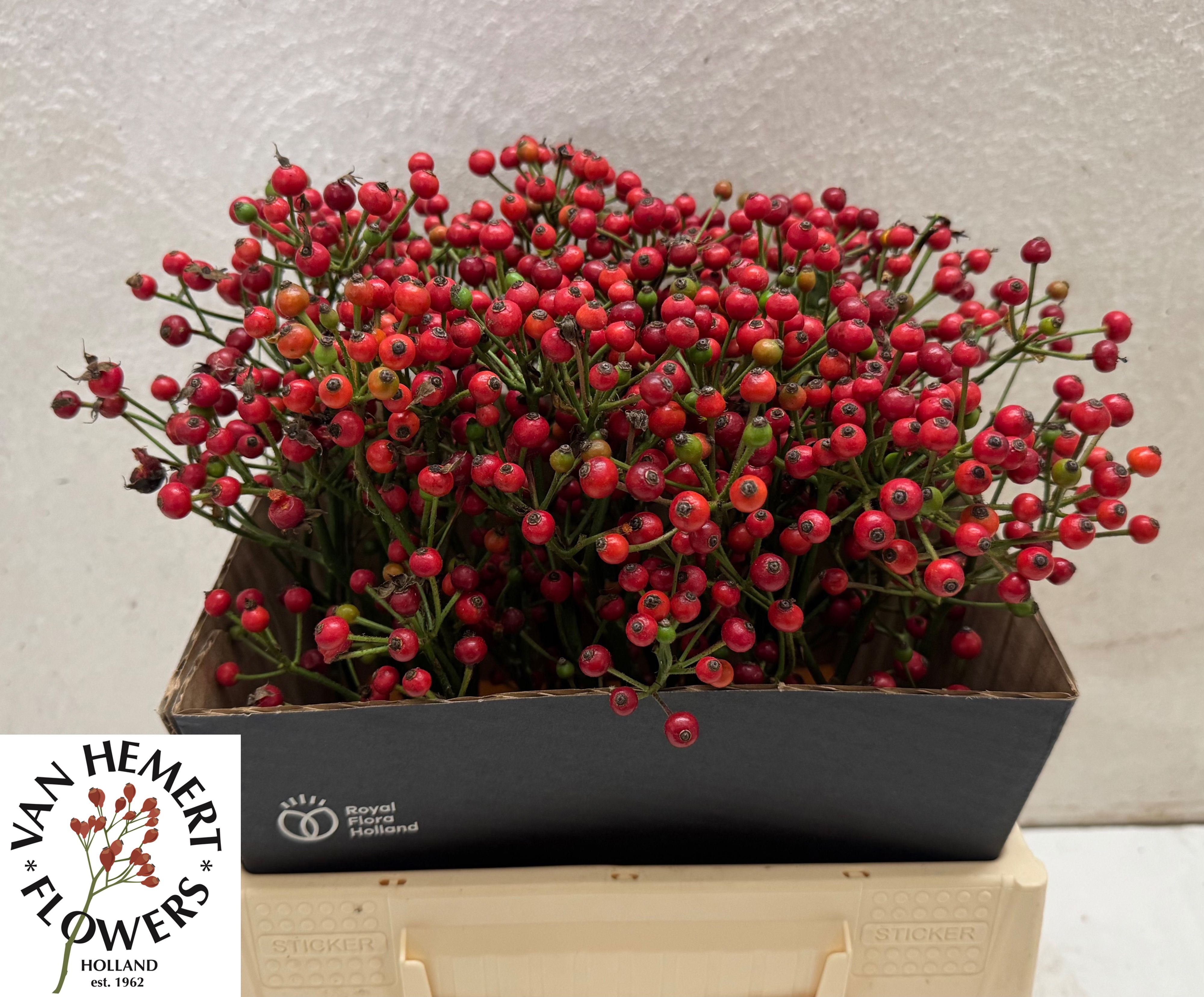 Rosa Red Pearl Hipho 40cm