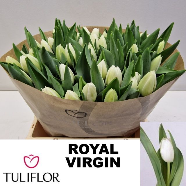 Tulipa Royal Virgin 33cm 30gram