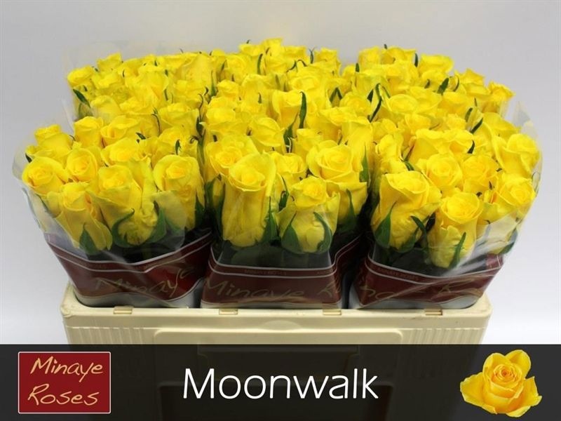 R Gr Moonwalk