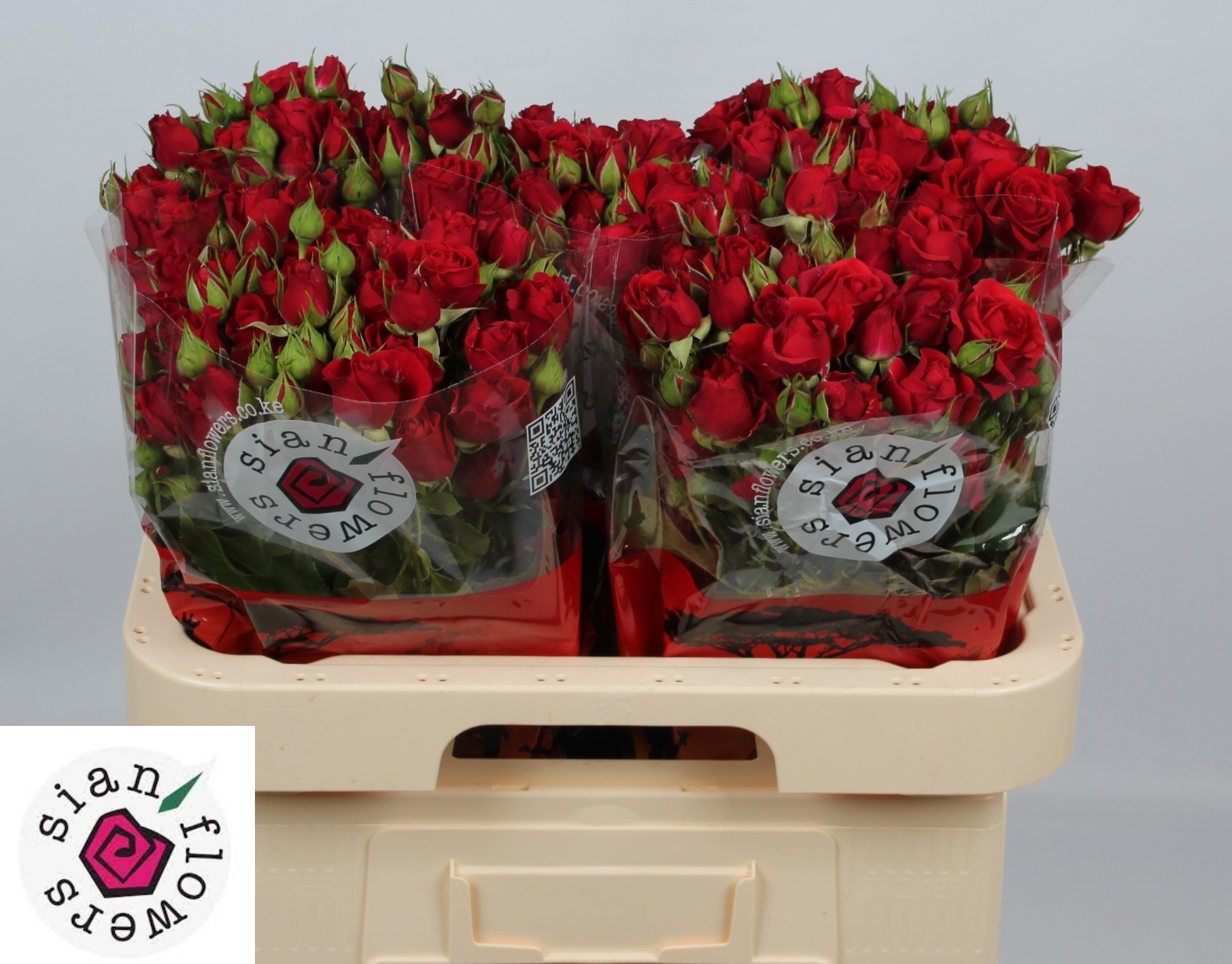 Rosa Spr Mirabel 60cm