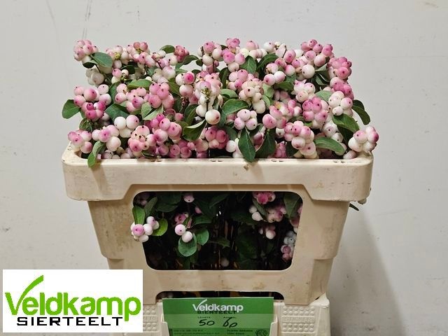 Sympho Mag R Ri Hood 50cm