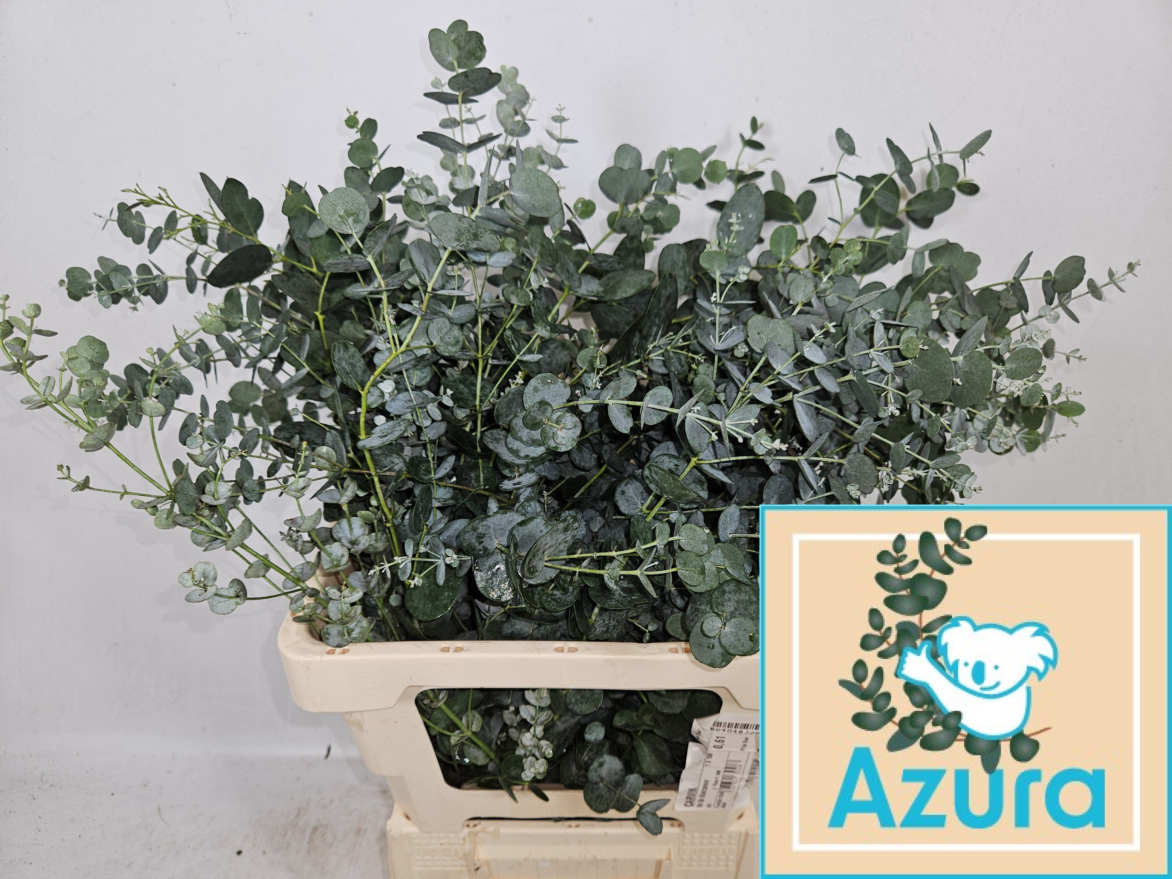 Euca Gu Azura 65L.cm