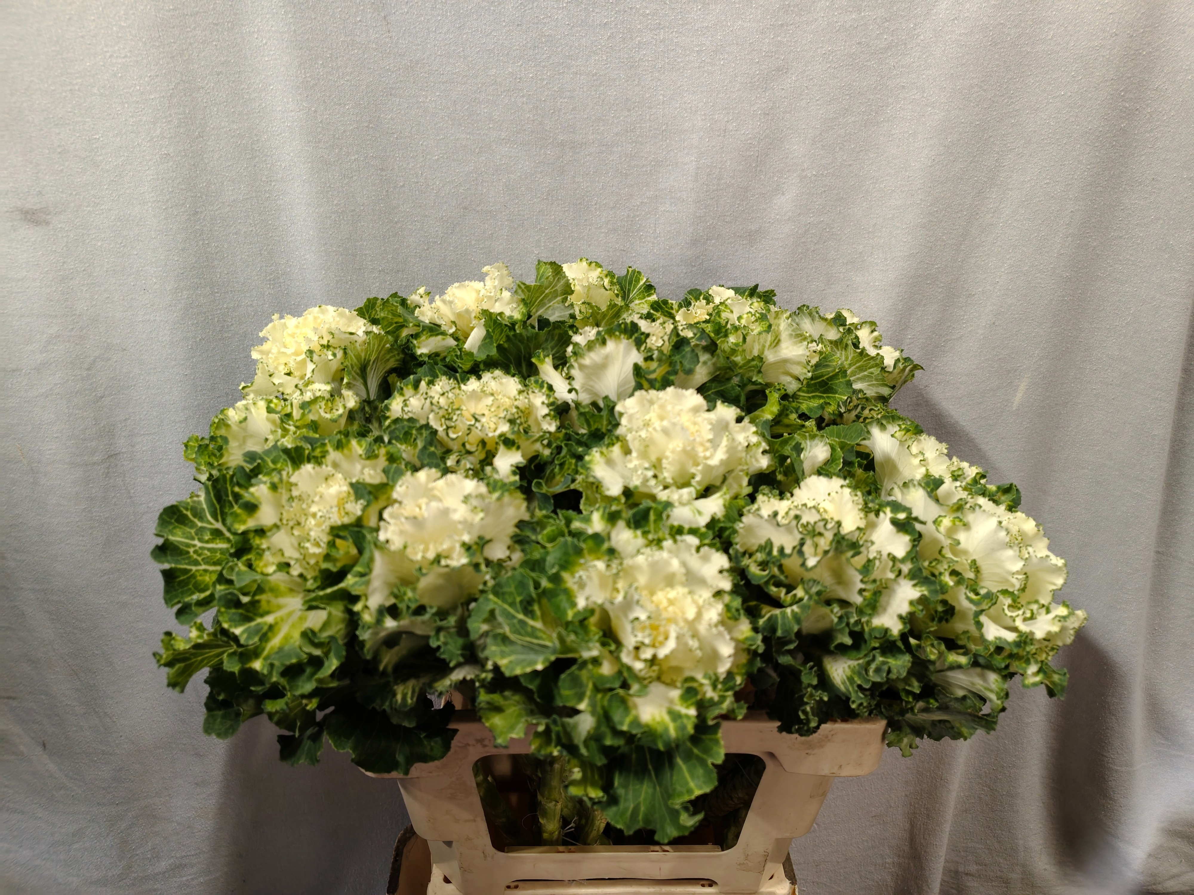 Brassica Crane Ruffle White 60cm