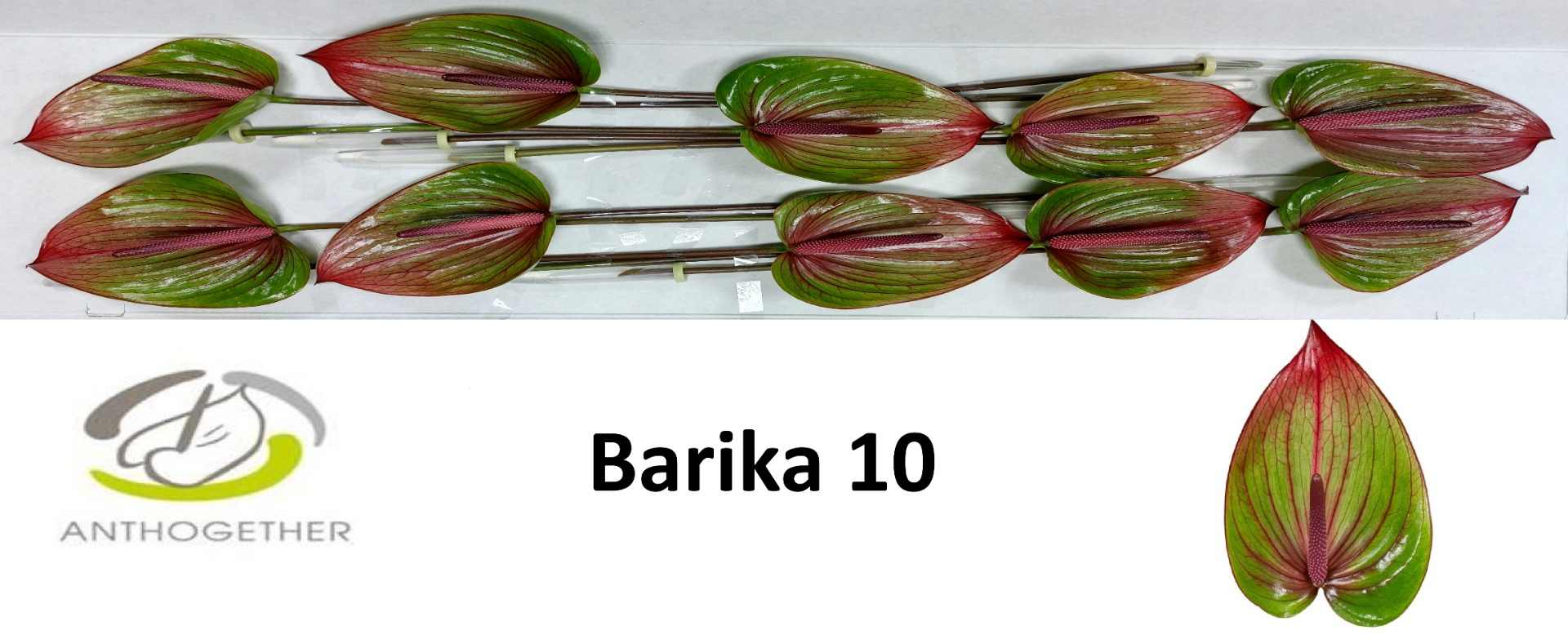 Anthurium Barika 15Ø