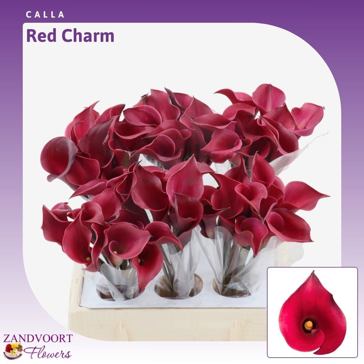 Calla Red Charm 40cm