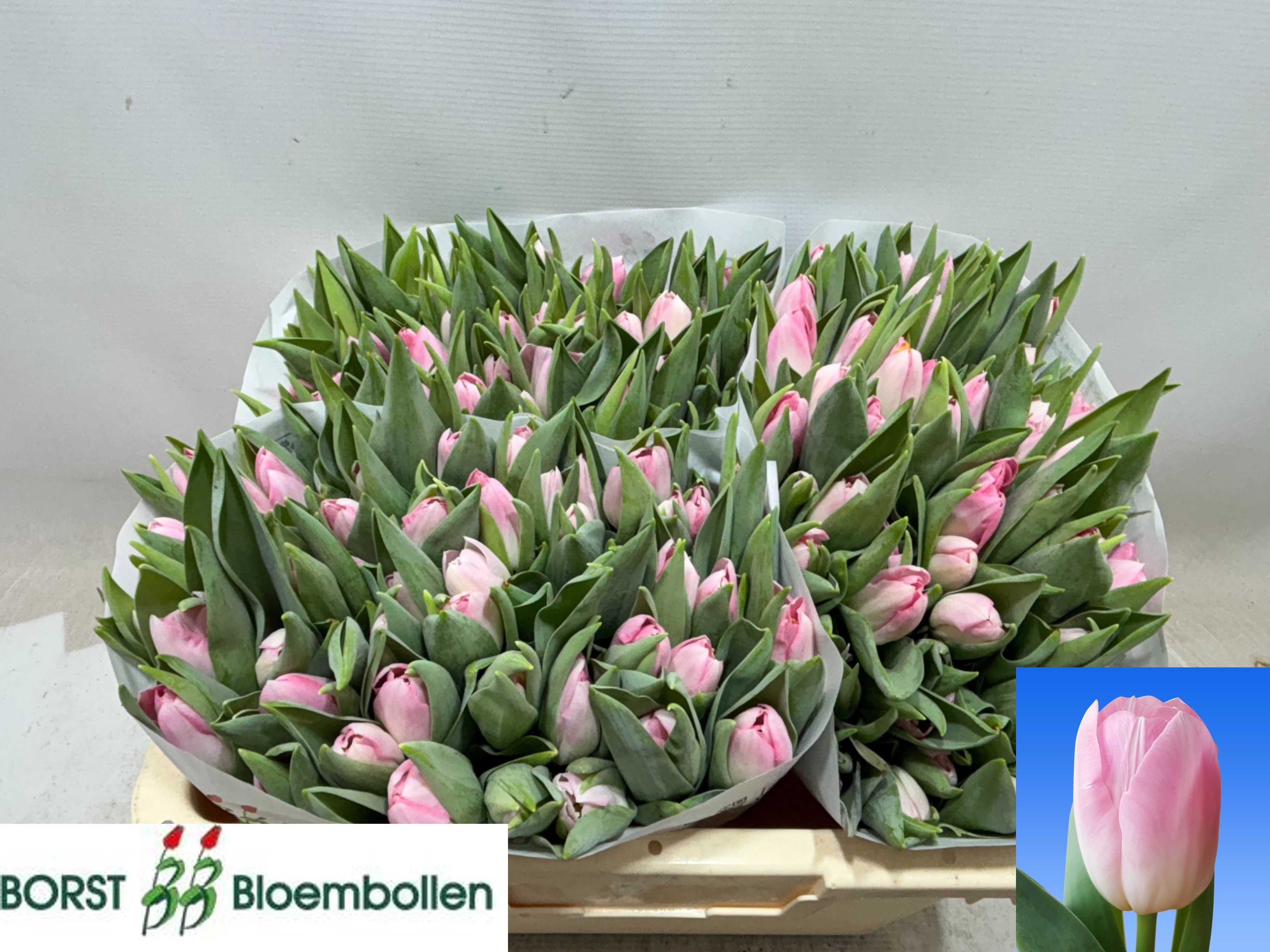 Tulipa Dynasty 34cm 30gram