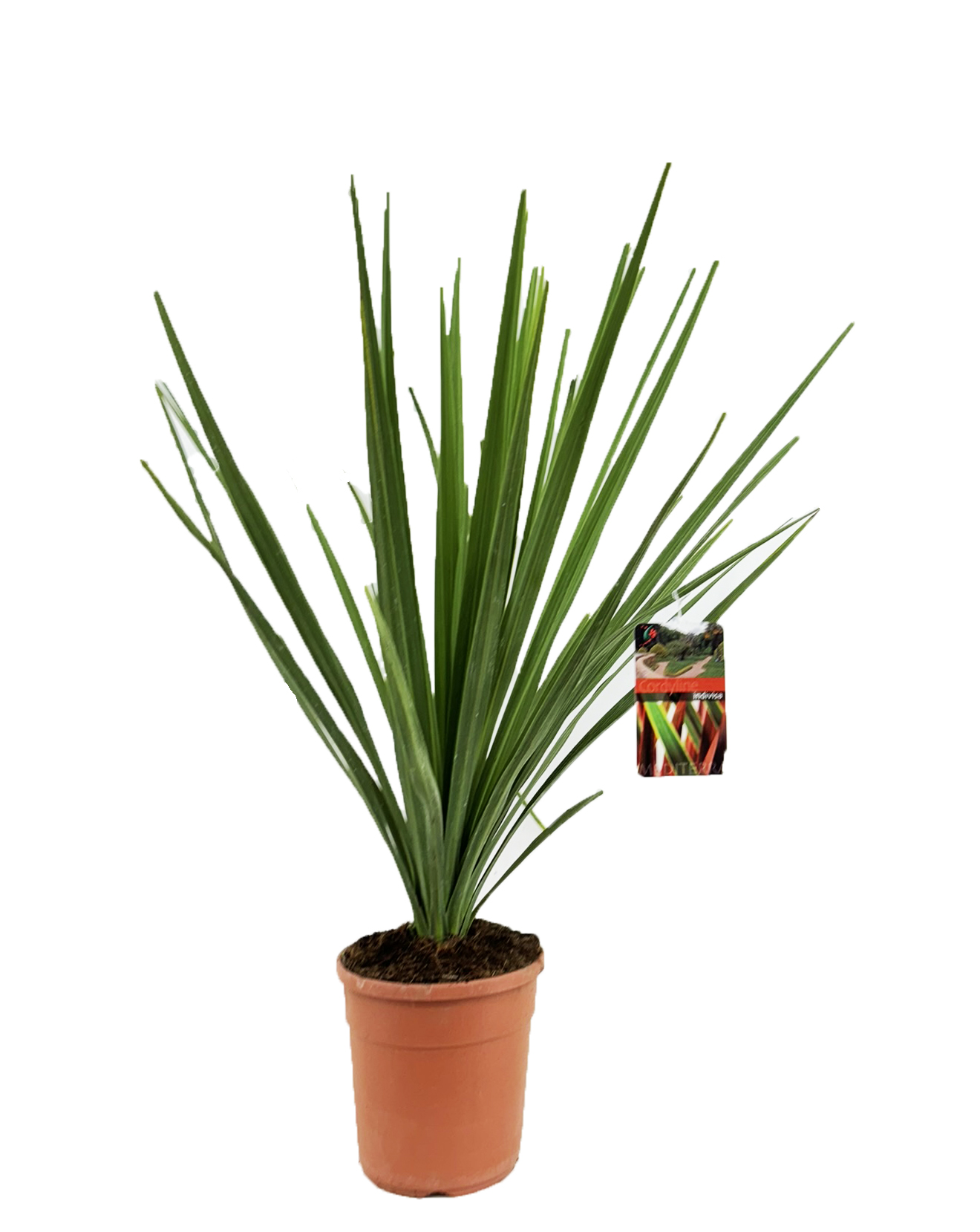 Picture of Cordyline indivisa P24 (6 Ltr) 110cm