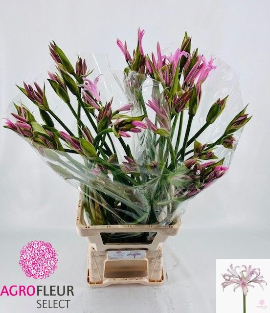 Amarine Emanuelle 75cm