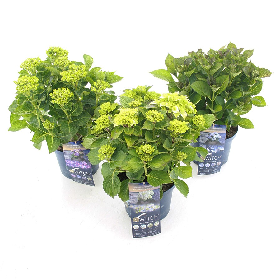 Picture of Hydrangea macr. Switch® in varieties