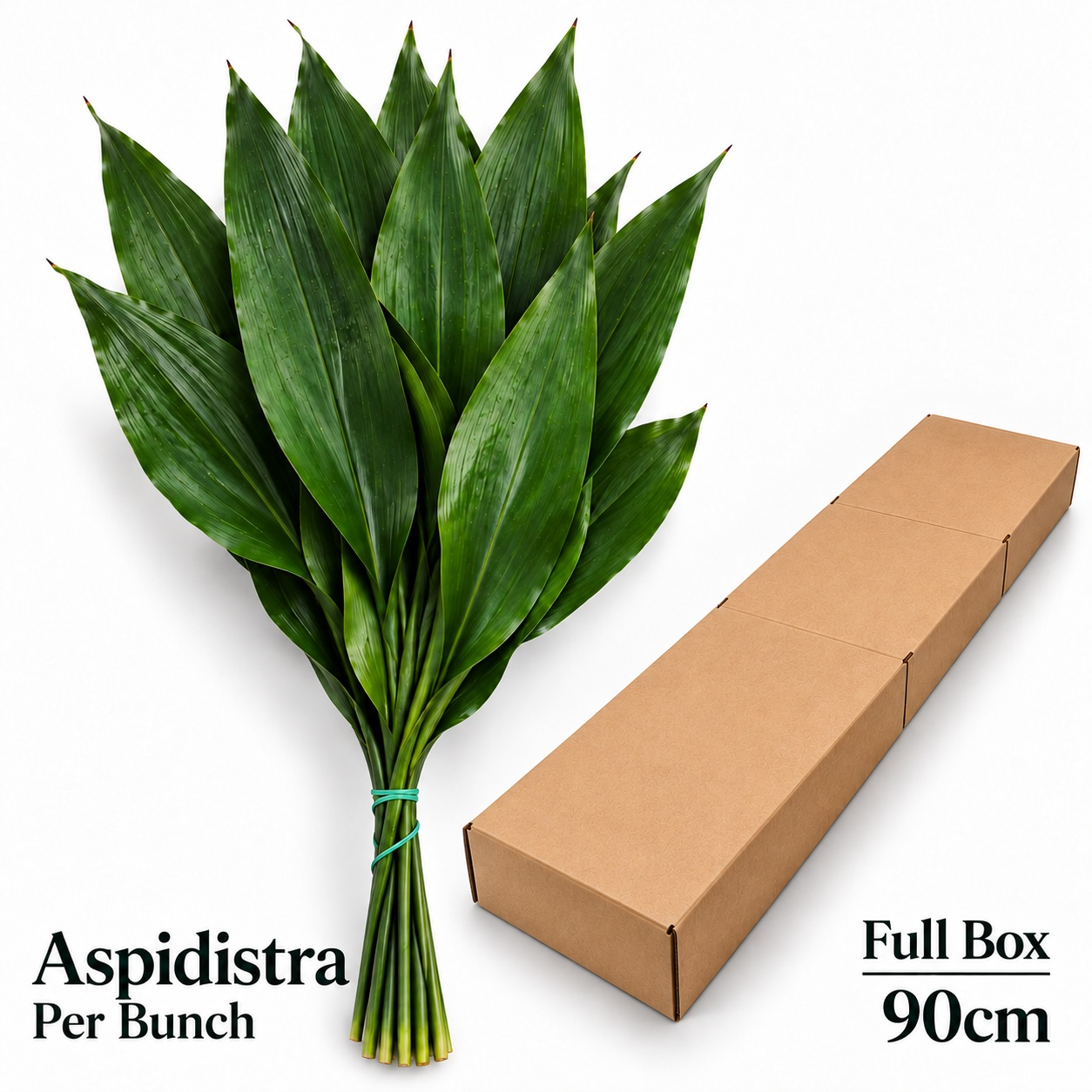 Aspid Elatior Bs 90L.cm