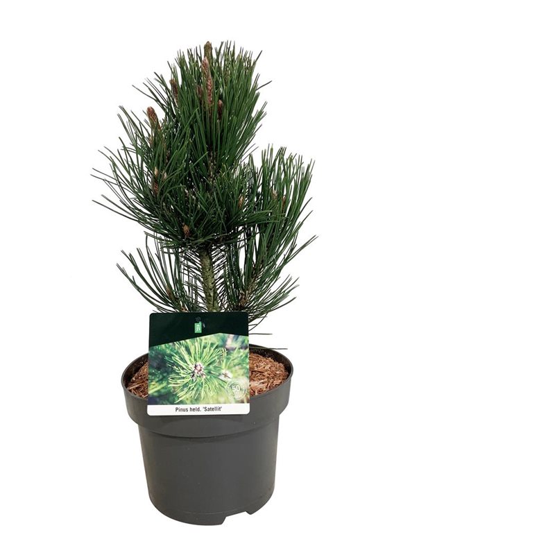 Picture of Pinus held. 'Satellit'