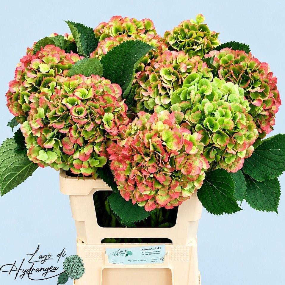 Hydrangea Verena Classic Pink 60cm 20Ø
