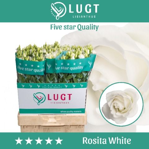 Eus G Rosi White