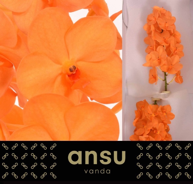 Vanda Na Prin Orange