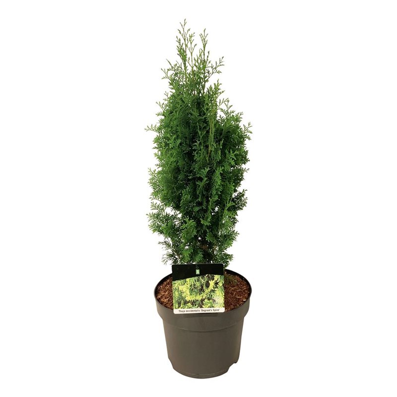 Picture of Thuja occ. 'Degroot's Spire'
