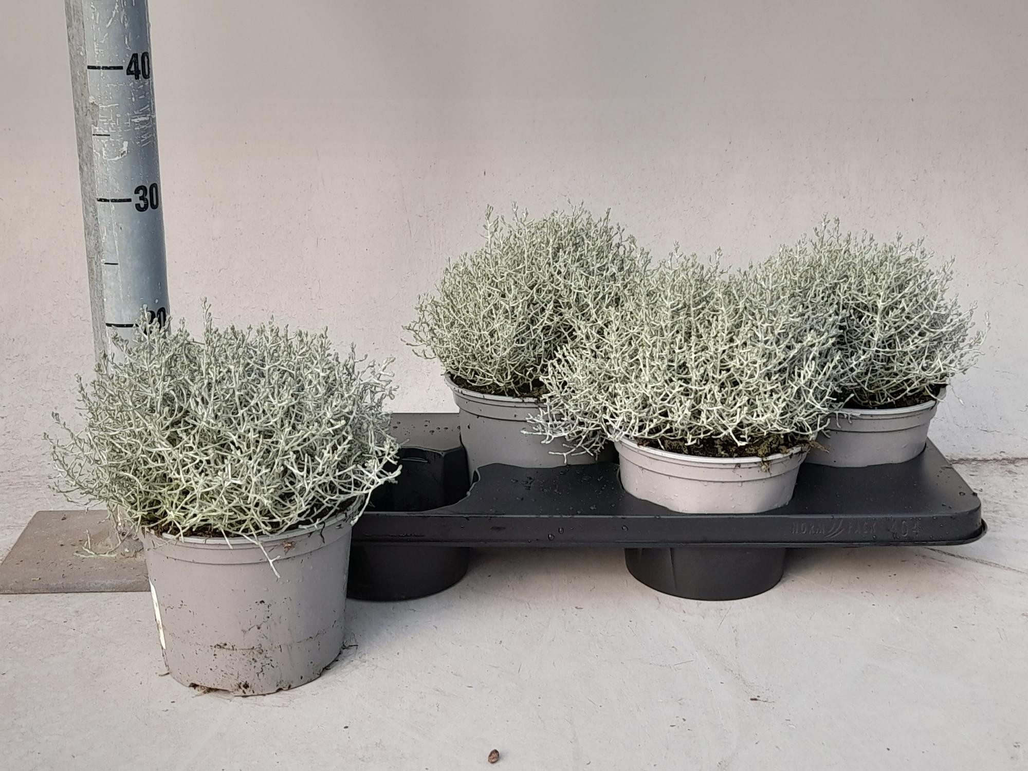 Leucoph Brownii 17P 25H