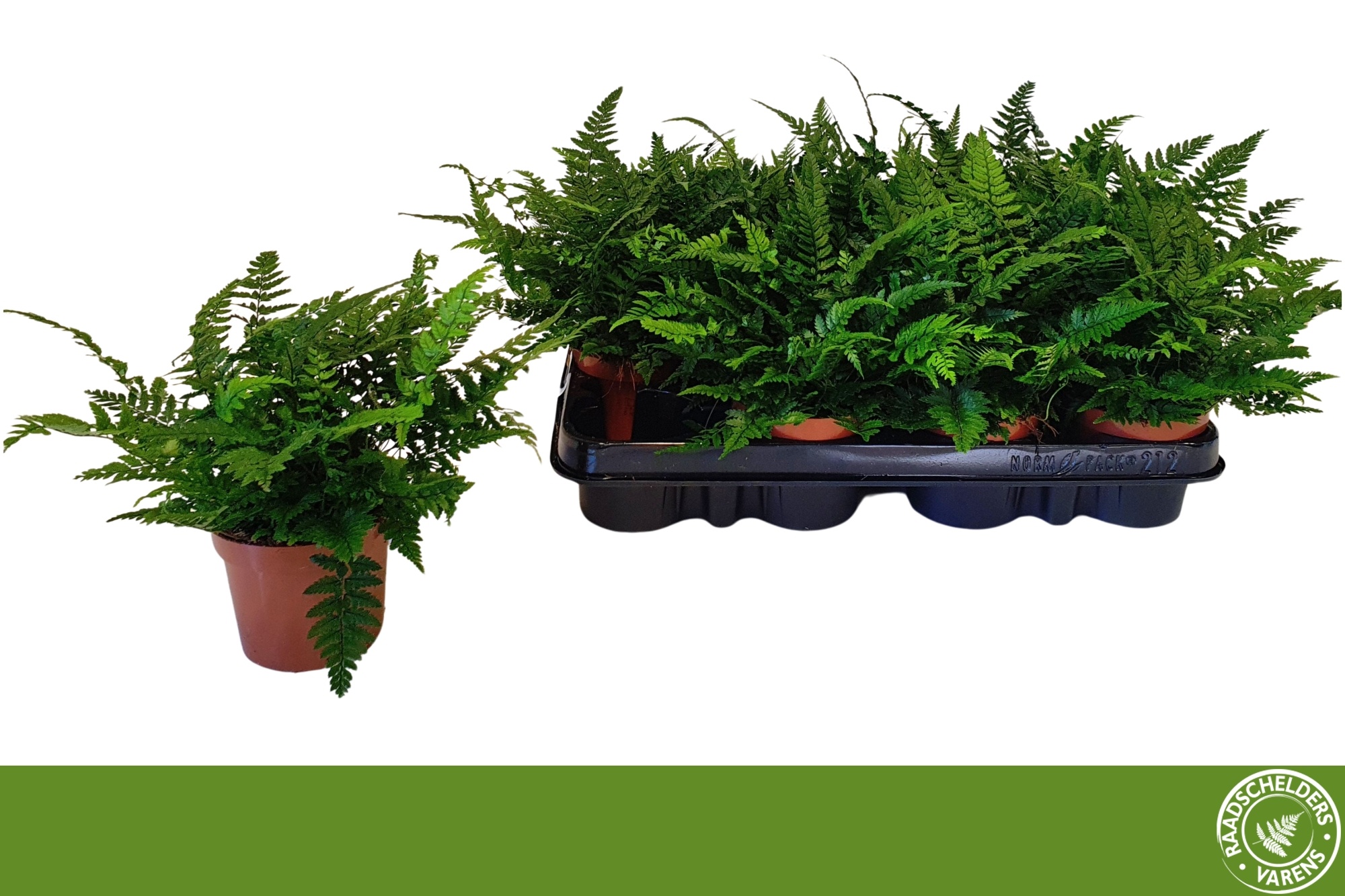 Polystichum Tsussime 9P 15H