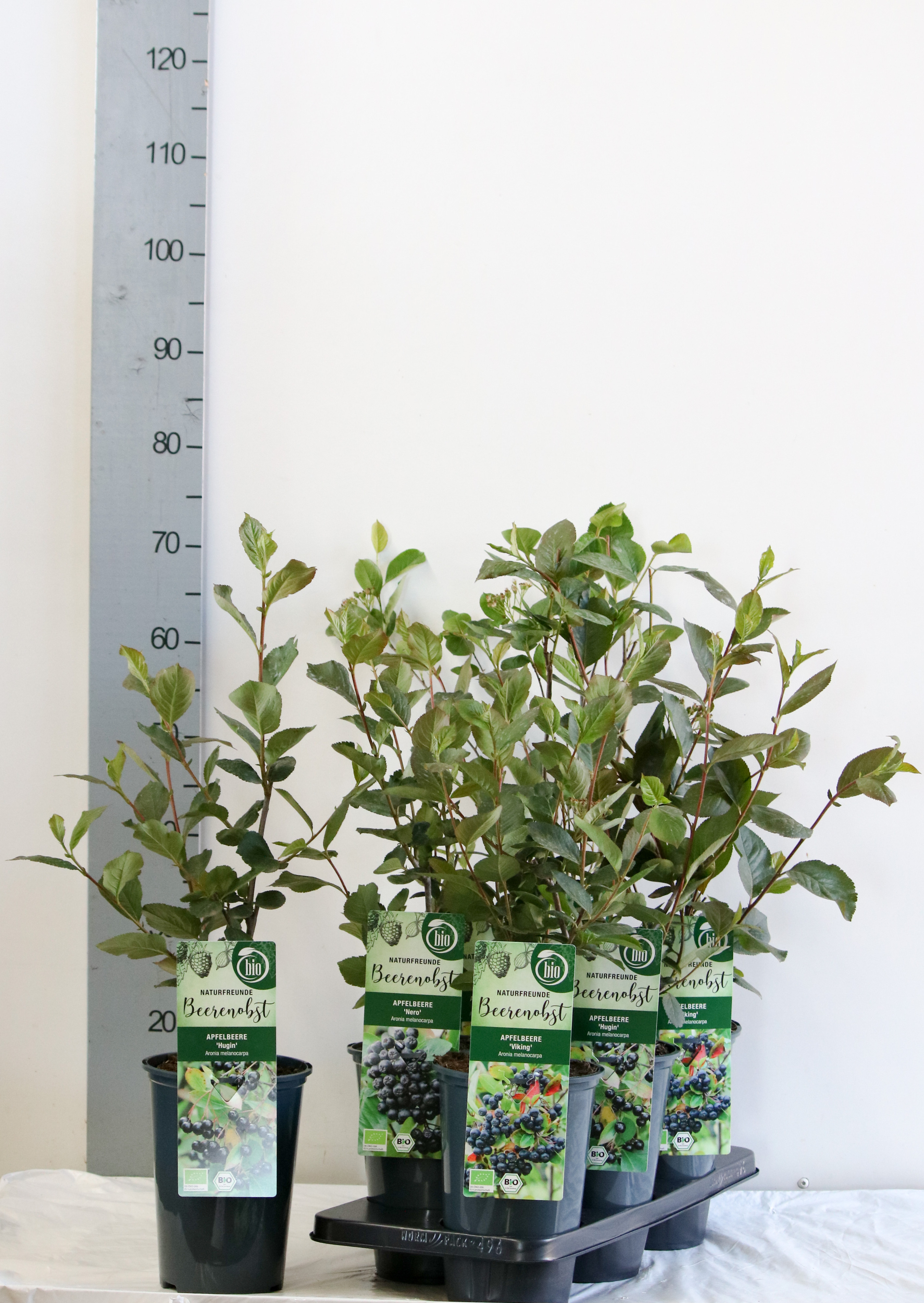 Aronia melanocarpa in varieties