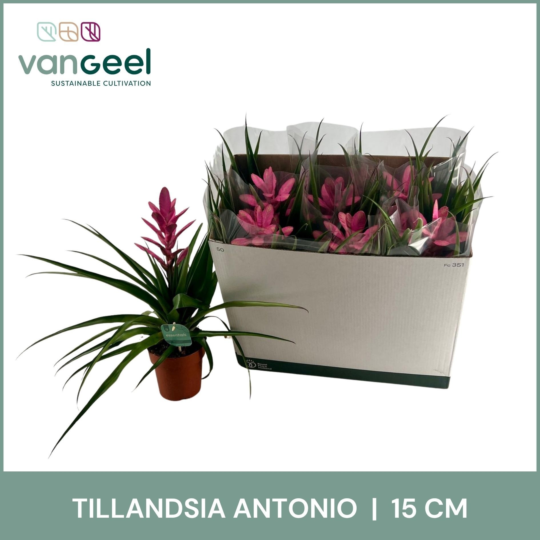 Till Antonio 15P 45H 23bloei