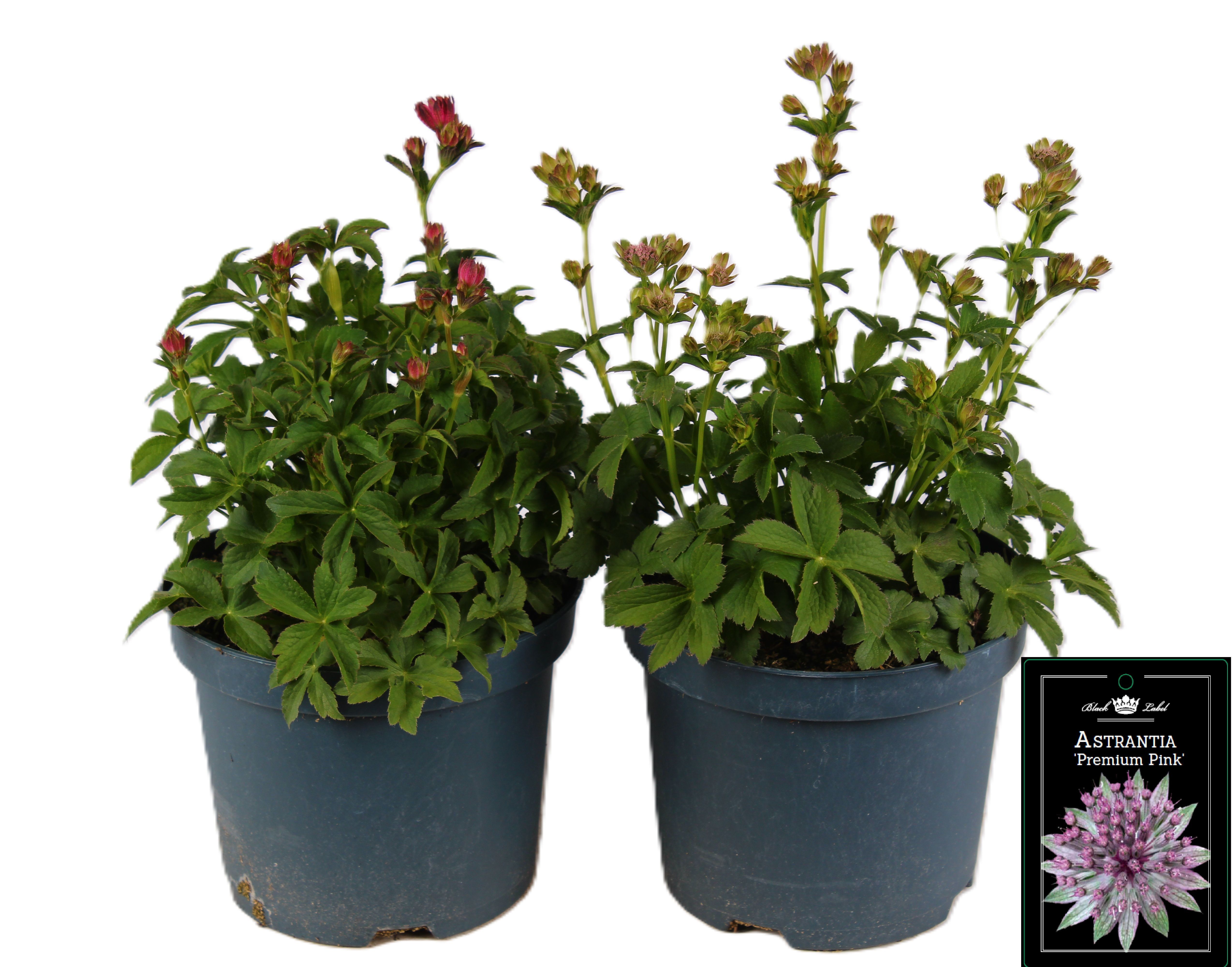 Picture of Astrantia premium mixed-shelf